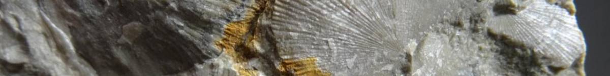 Díl čtyřiatřicátý: Zkamenělé mušličky ze severských valounů