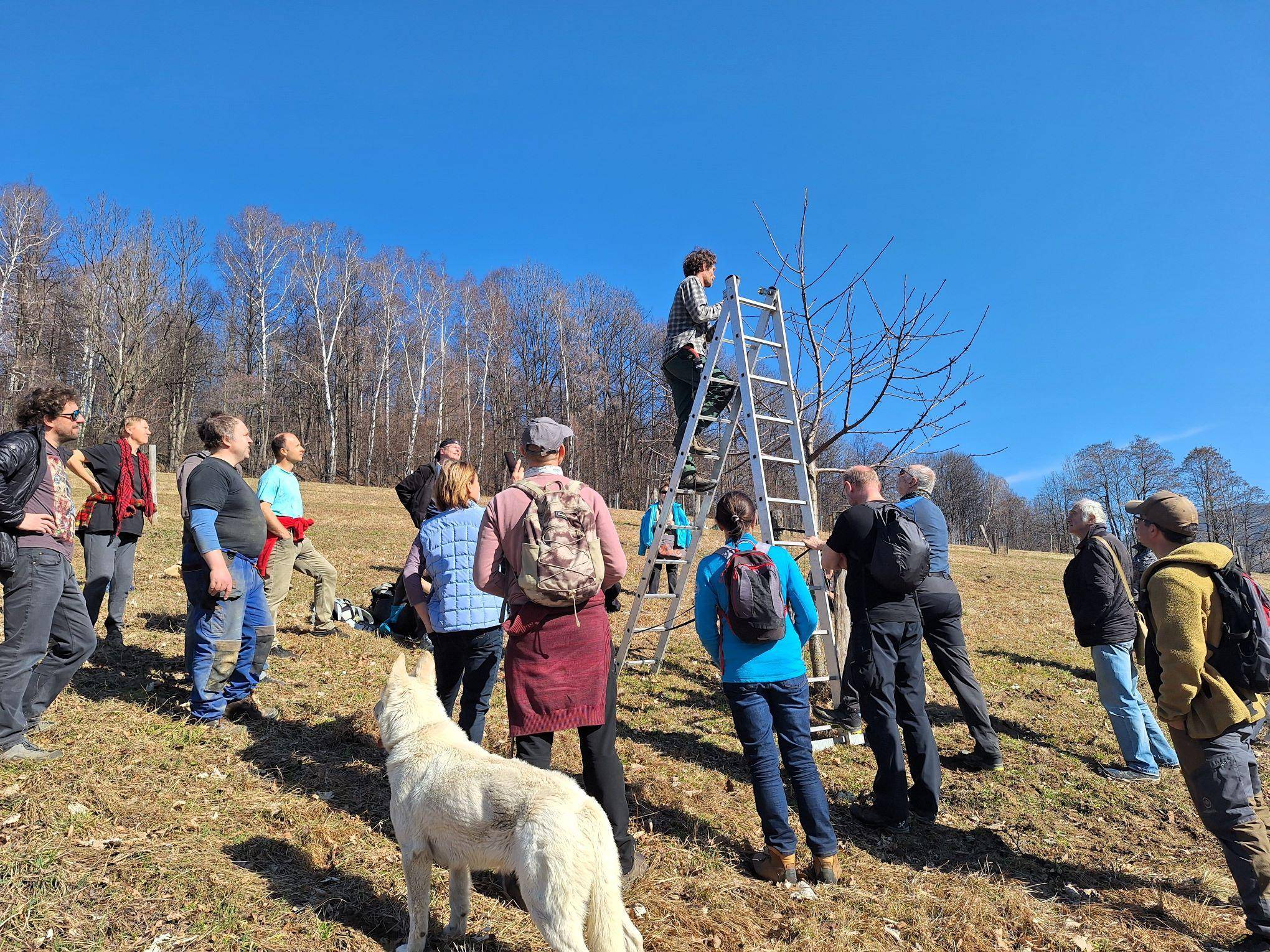 Exkurze do městského ovocného sadu přiblížila výchovný řez mladých stromů