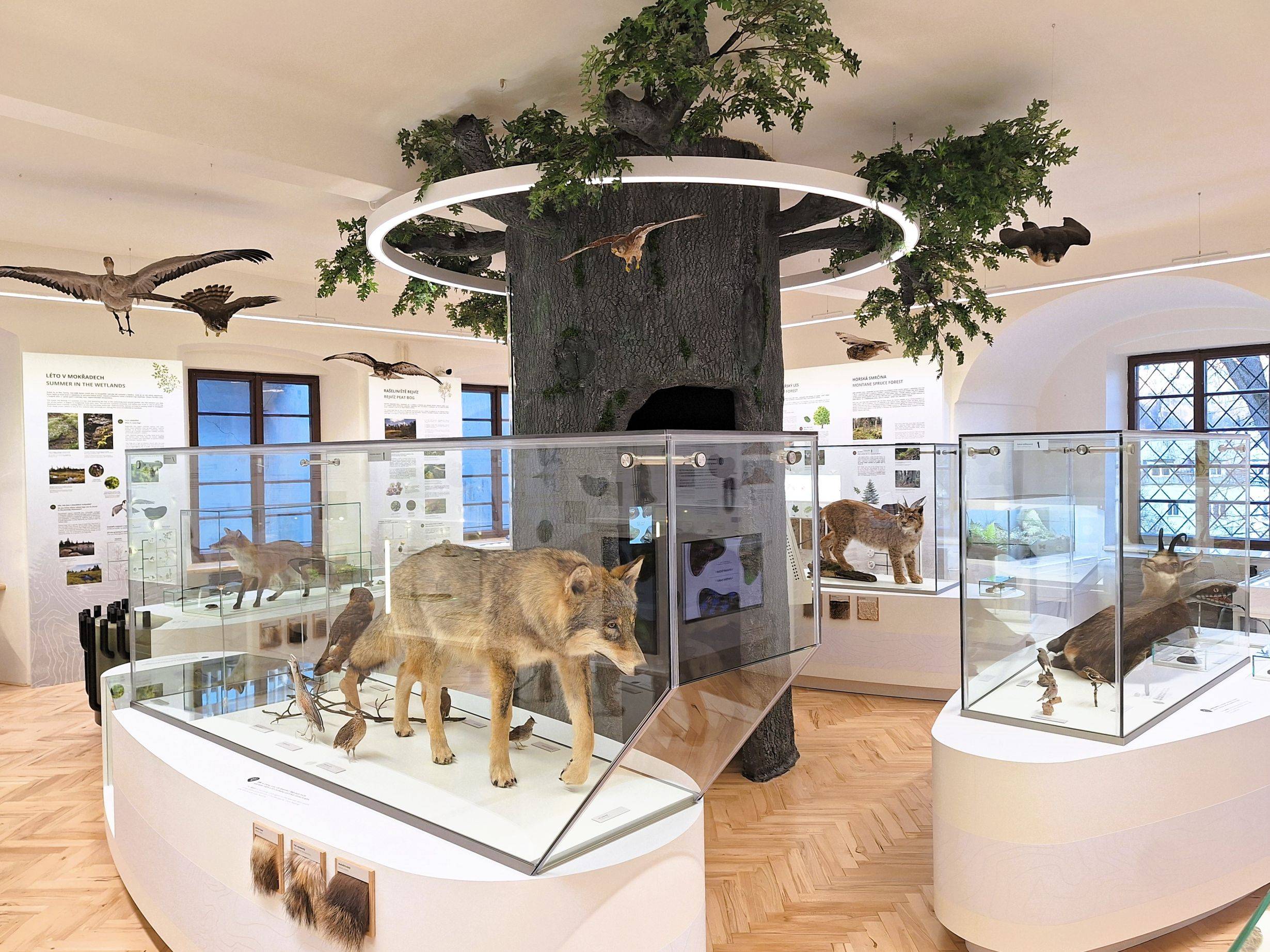 Slavnostní otevření nové expozice Živá příroda Jesenicka