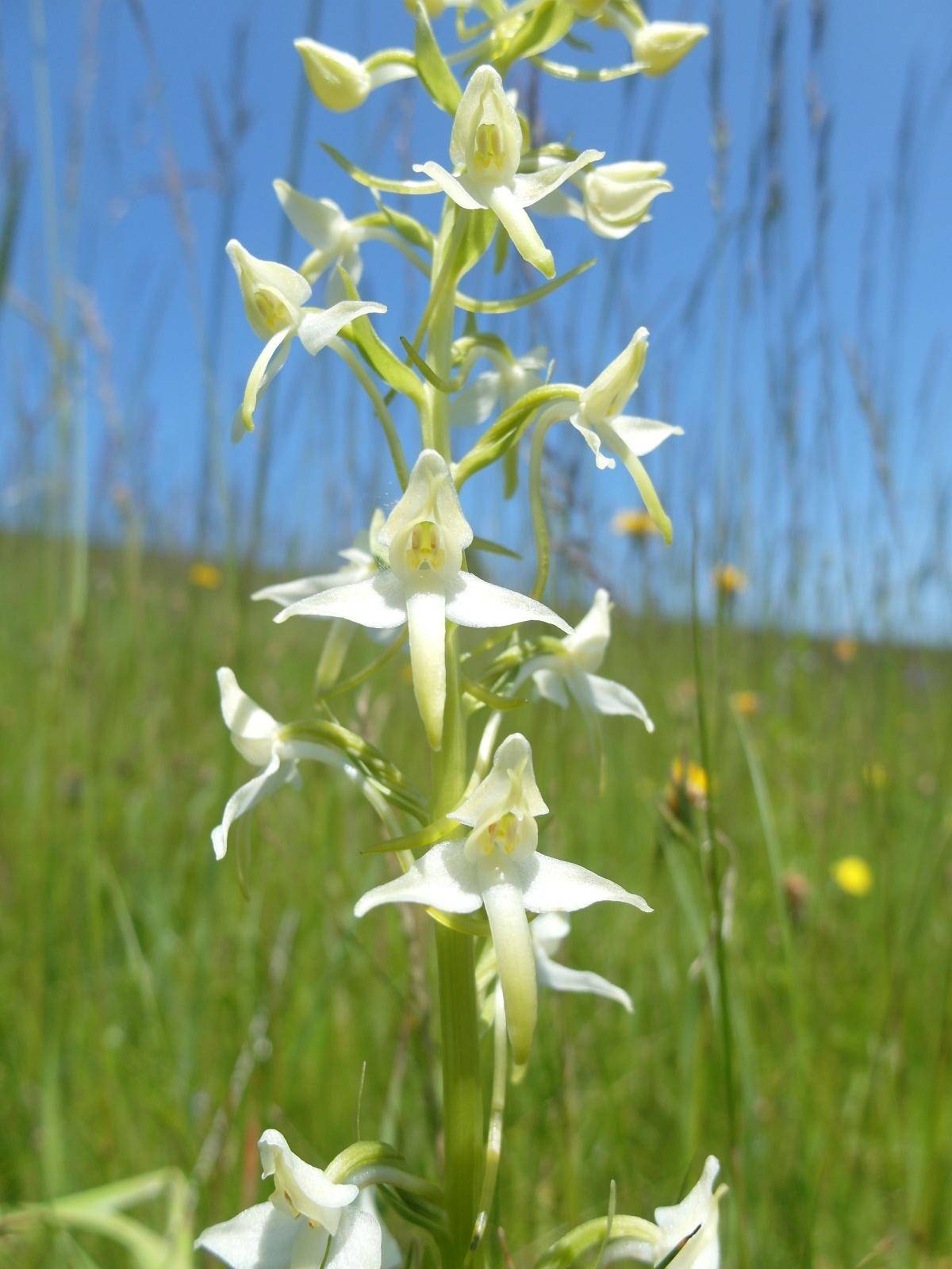 Obr.1. Měli jsme možnost spatřit v květu hned čtyři druhy orchidejí, k těm nejčastějším patřil vemeník dvoulistý.
