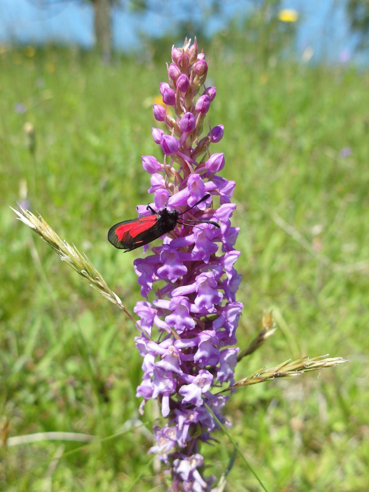 Obr.2. Další orchidej, pětiprstka žežulník, je typická pro podhorské a horské louky a pastviny.