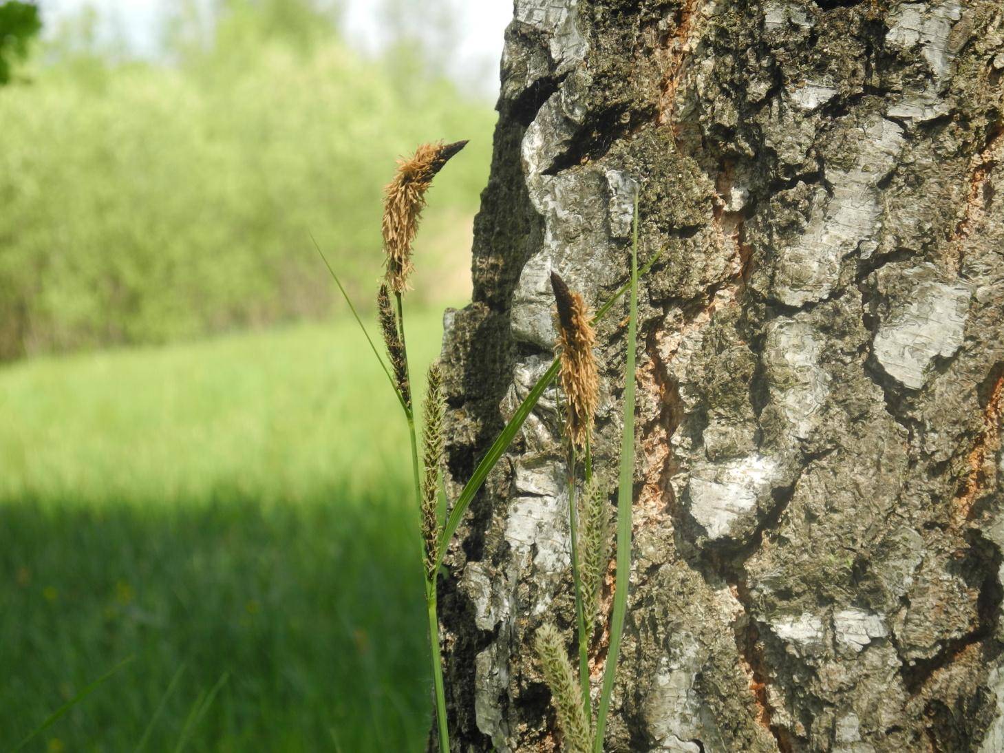 Ostřice kalužní (Carex acutiformis)