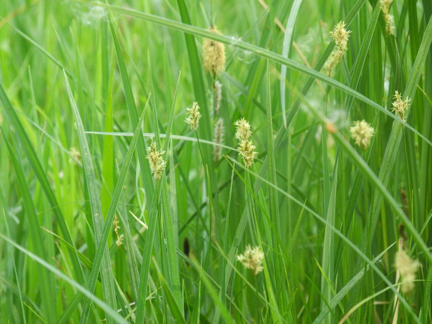 Ostřice třeslicovitá (Carex brizoides)