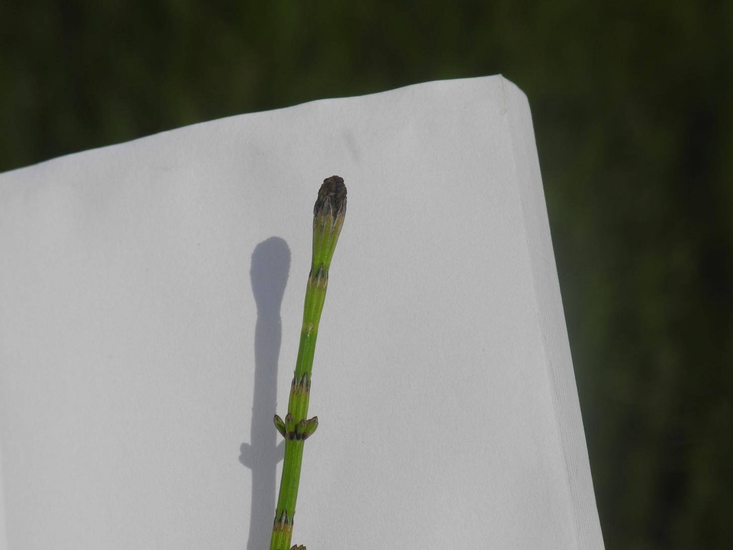 Přeslička bahenní (Equisetum palustre)