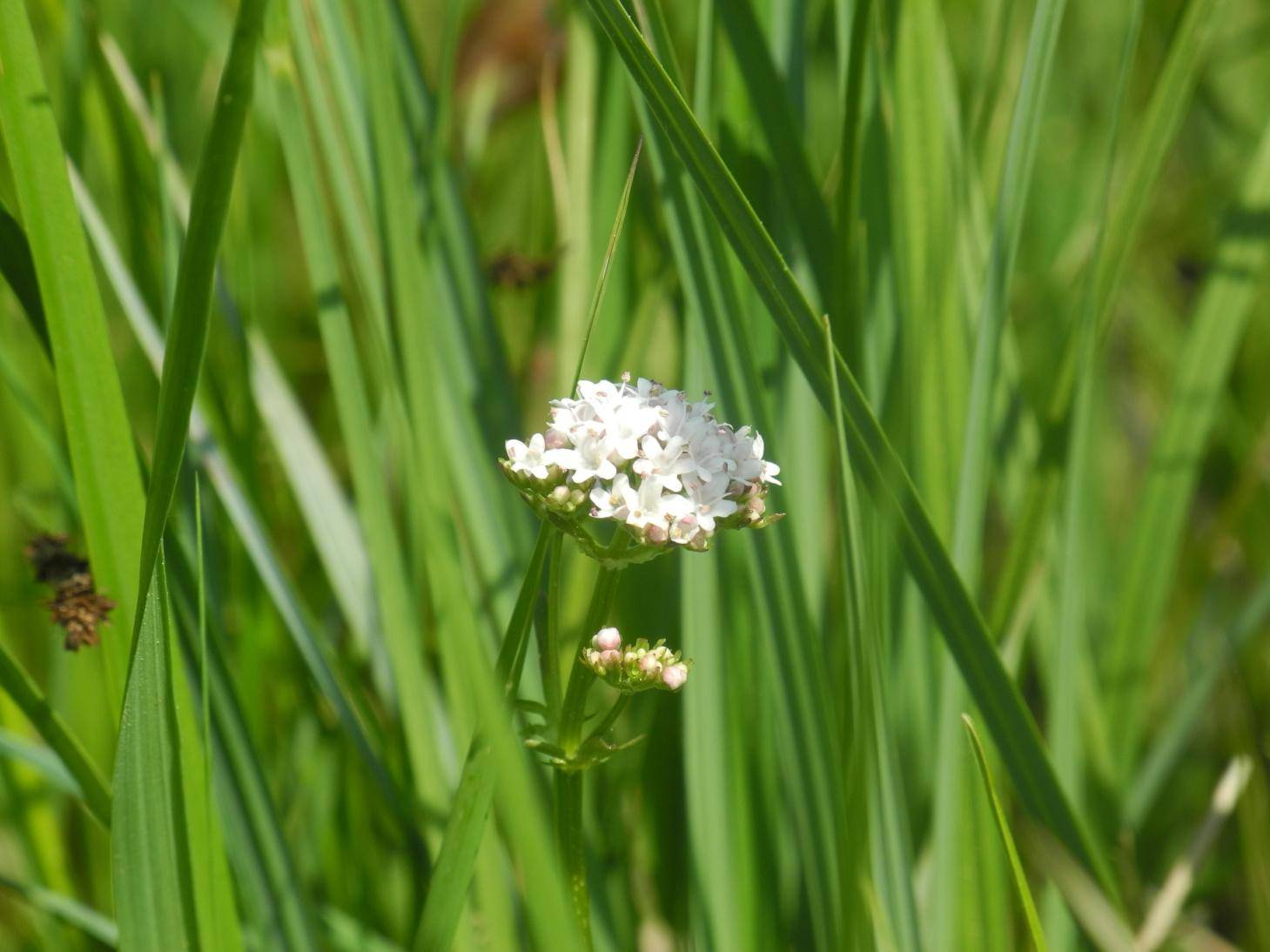 Kozlík dvoudomý (Valeriana dioica)