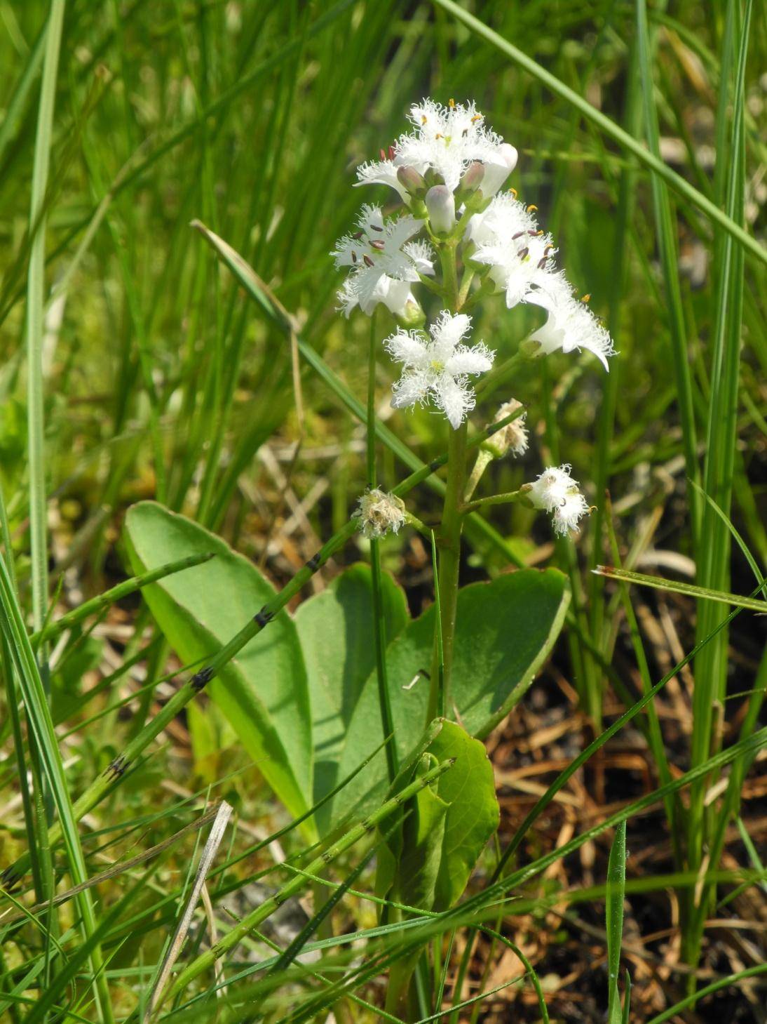 Vachta trojlistá (Menyanthes trifoliata)