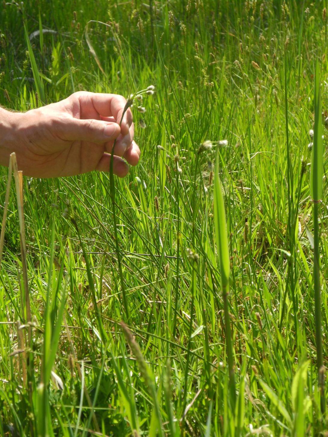 Suchopýr širolistý (Eriophorum latifolium)