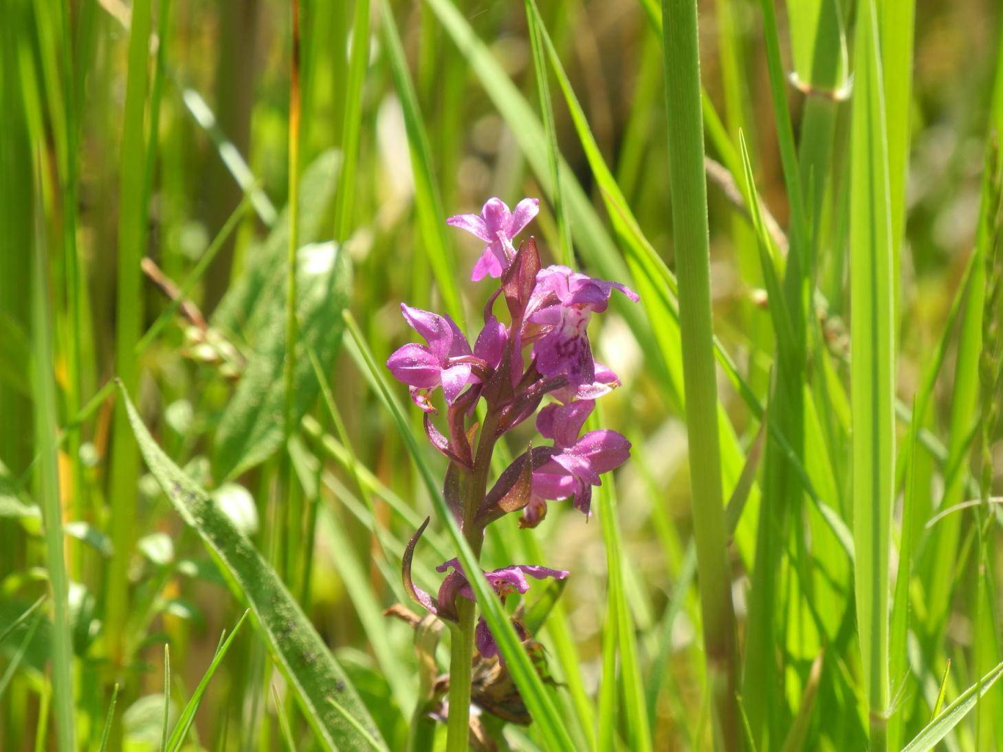 Prstnatec májový (Dactylorhiza majalis)