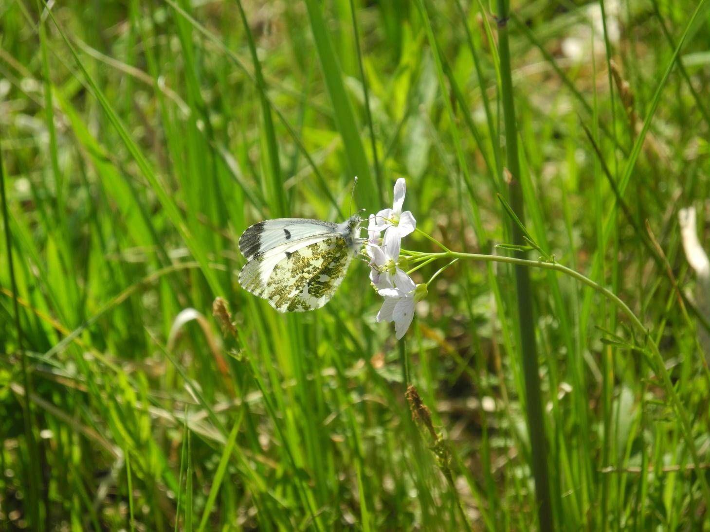 Řeřišnice luční (Cardamine pratensis)
