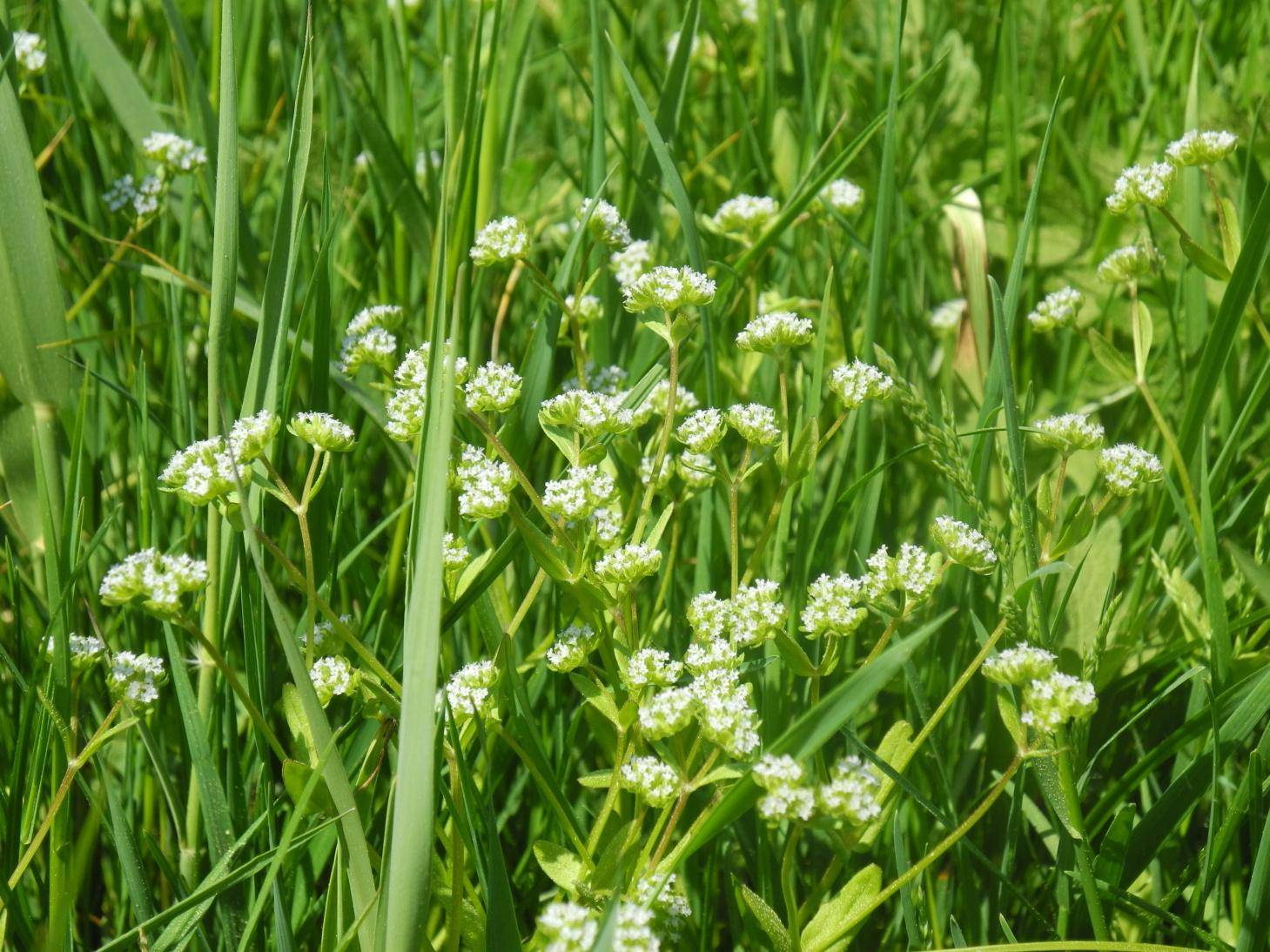 Kozlíček polníček (Valerianella locusta)