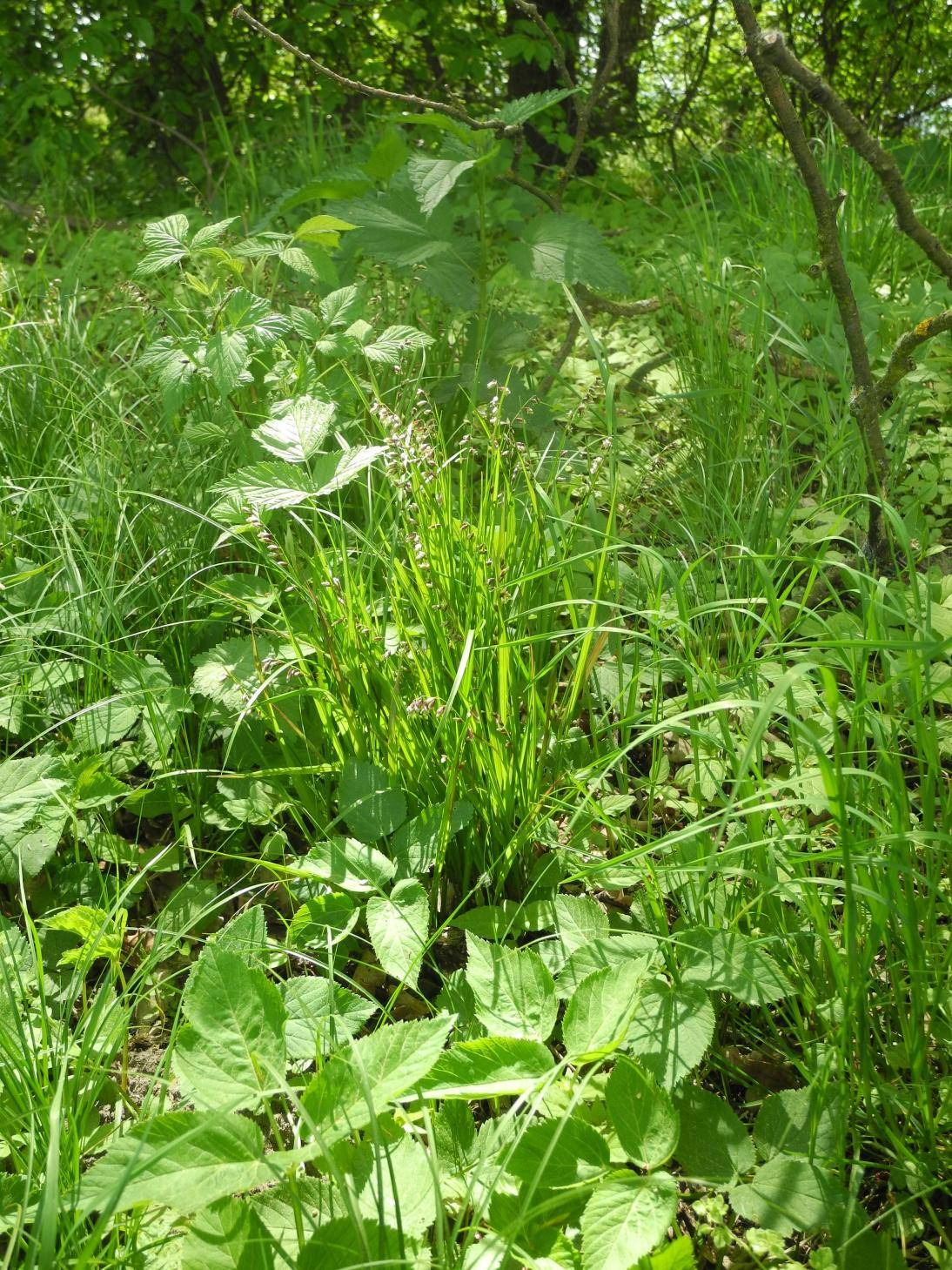 Strdivka nicí (Melica nutans)
