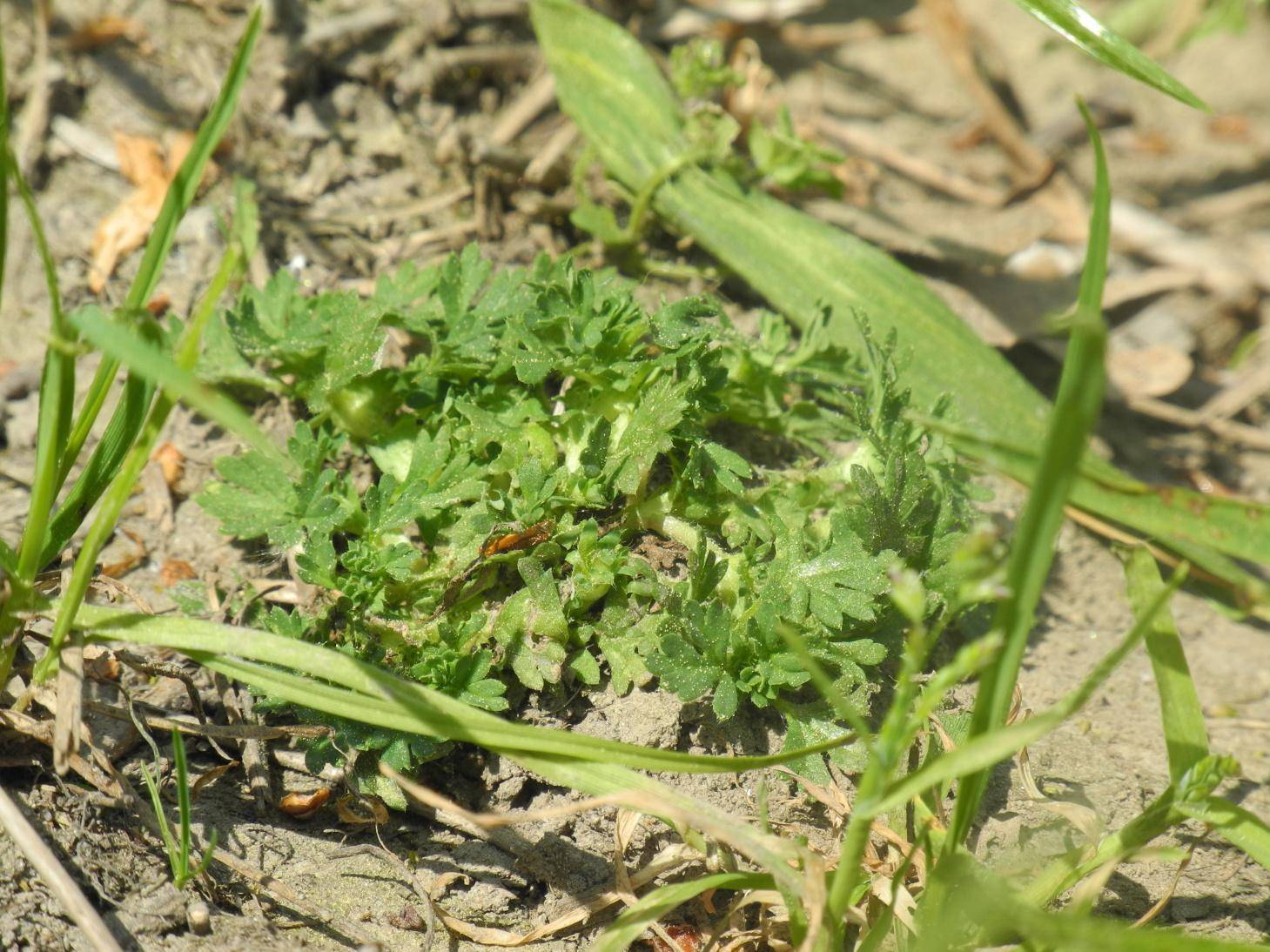 Nepatrnec rolní (Aphanes arvensis)