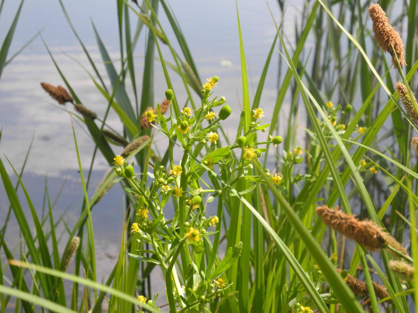 Pryskyřník lítý (Ranunculus sceleratus)