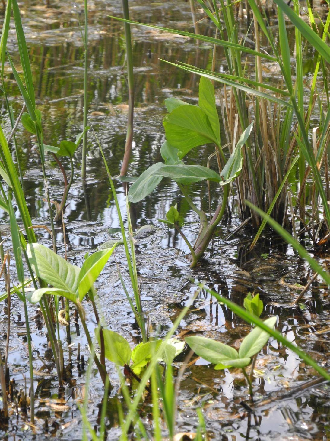 Vachta trojlistá (Menyanthes trifoliata)