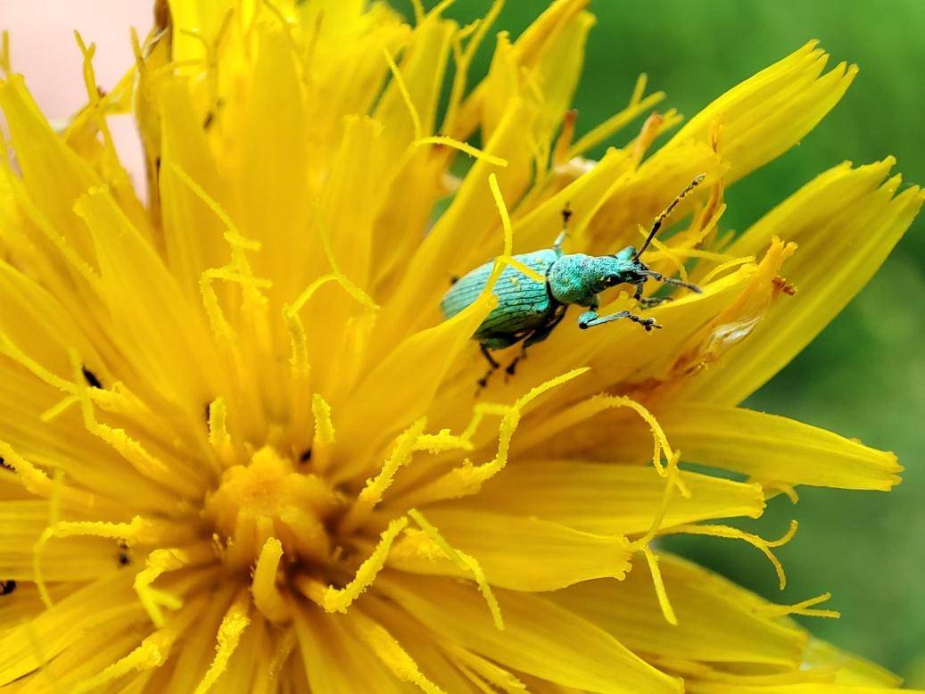 Zástupce čeledi Curculionidae na květu jestřábníku.