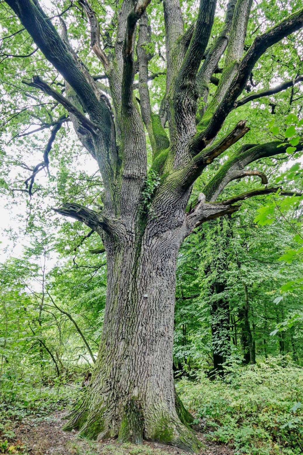 Foto František Kreisinger