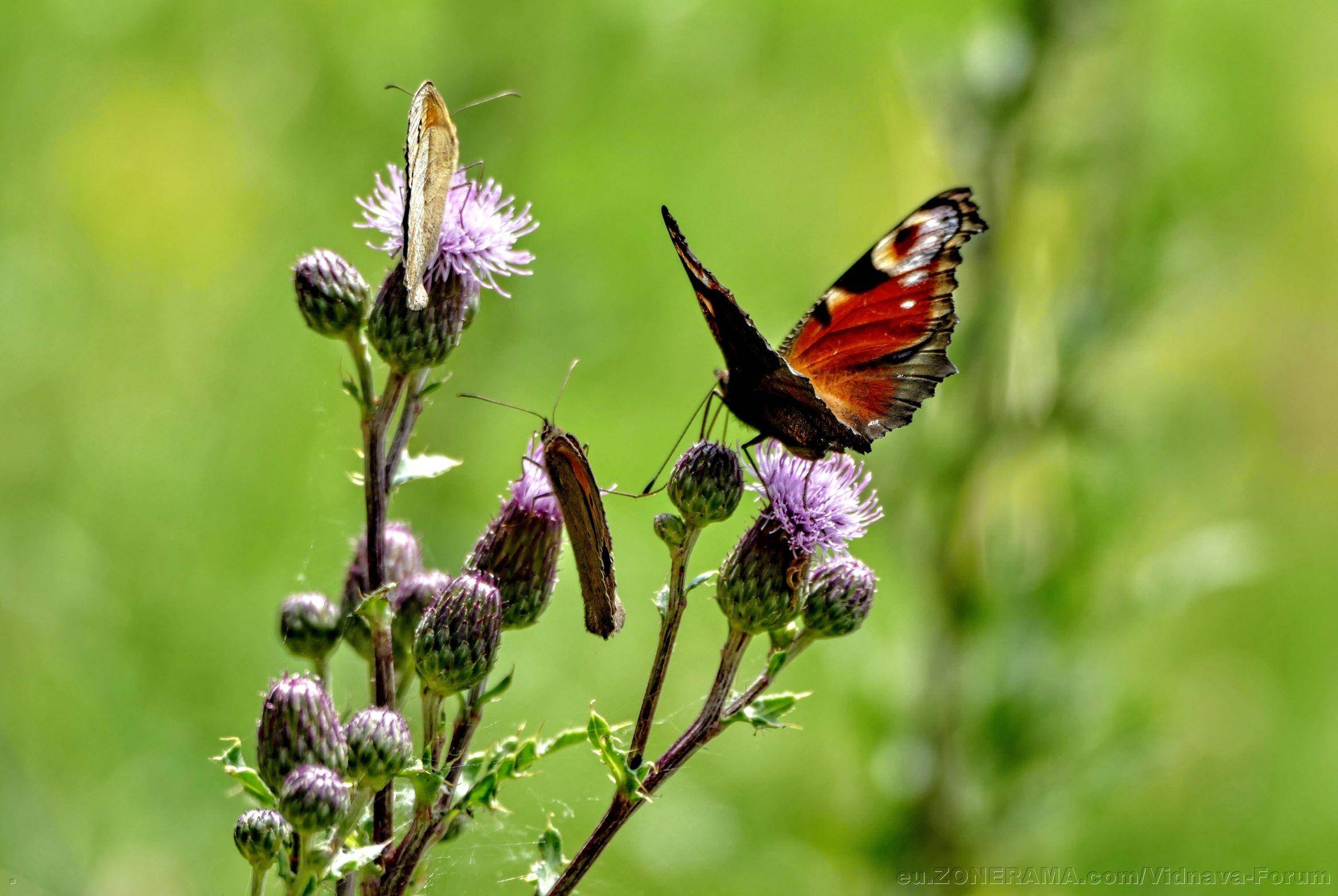 P1490057b75Shp.jpg