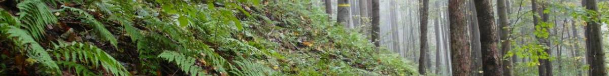 Díl pátý: Když se jelení jazyk zelení