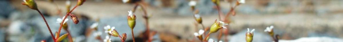 Díl osmadvacátý: Lomikámen trojprstý. Černý pasažér z červeného seznamu