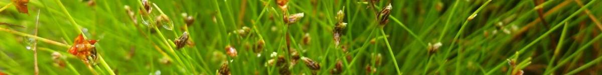 Díl čtyřiačtyřicátý: Floristika aneb Inventura přírodního bohatství