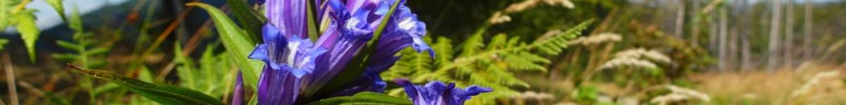 Díl jedenadvacátý: Hořký život horských hořců