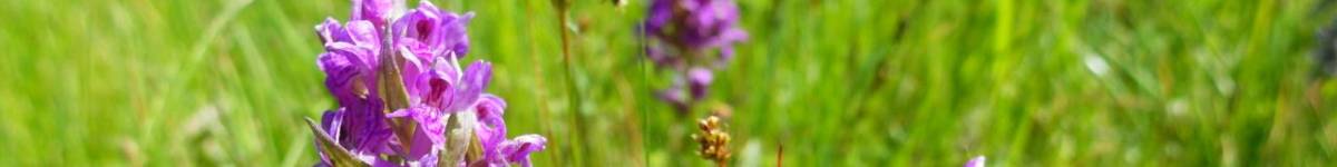 Díl devětadvacátý: Orchideje na Jesenicku