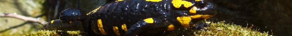 Díl čtrnáctý: Válka s mloky 2: Mloci v defenzivě