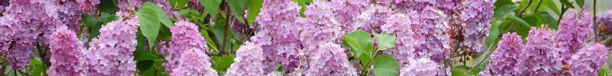 Díl sedmačtyřicátý: Ne všichni sudetští Němci hajlovali. Příběh komunisty Eduarda Zorna