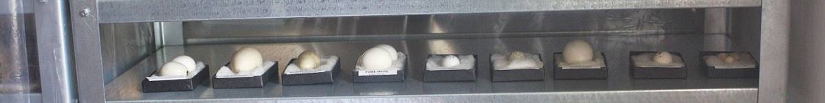 Zoologická podsbírka