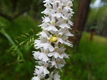 Vlastivědné muzeum Jesenicka přispělo k výzkumu evropských orchidejí