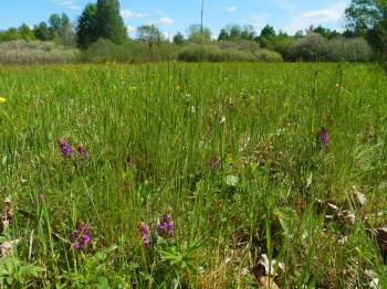 Botanický průzkum PR Vidnavské mokřiny poukázal na negativní změny krajiny a úbytek vzácných druhů