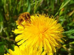 Díl osmačtyřicátý: Klony útočí aneb Tam, kde pampelišky zlaté jsou
