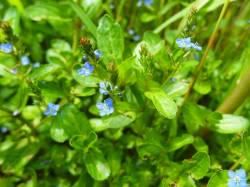 Díl jedenačtyřicátý: Málem ztracené mokřady u Vidnavy