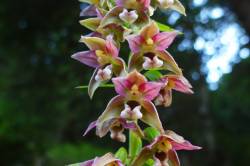 Díl devětadvacátý: Orchideje na Jesenicku