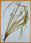 Herbářová položka ostřice Carex agastachys, Ondřejovice.