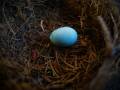 Modré vejce pěvušky modré. Foto: Oologická sbírka VMJ.