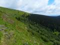 Velkou kotlinou prochází horní hranice lesa, setkávají se zde horské smrčiny s alpínským bezlesím.