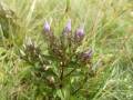 Gentianella crispata (v překladu hořeček kadeřavý), NP Sutjeska, Bosna a Hercegovina. (zdroj: archiv autora)