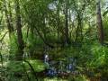 Velká část mokřadních luk zarostla neproniknutelnými vrbovými křovinami a olšinami.