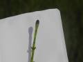 Přeslička bahenní (Equisetum palustre)