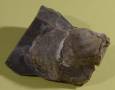 Zkamenělina ramenonožce z období křídy v baltském pazourku. Délka vzorku 32 mm. Nález ze supíkovické pískovny.