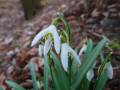 Sněženka podsněžník v Lipové-lázních