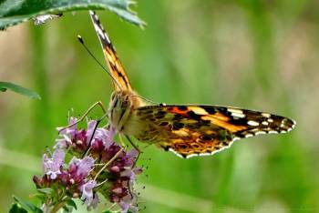 Entomologická vycházka na stezce Johanna Schrotha