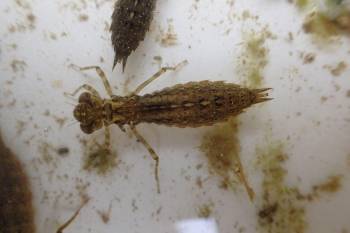 V sobotu 19. srpna proběhla na Zlatém jezeře u Zlatých Hor exkurze za drobnými vodními živočichy